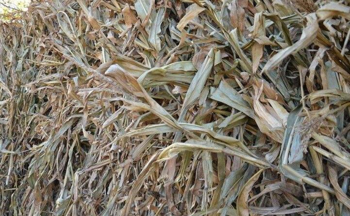 秋收后，秸稈成為農(nóng)民處理難題