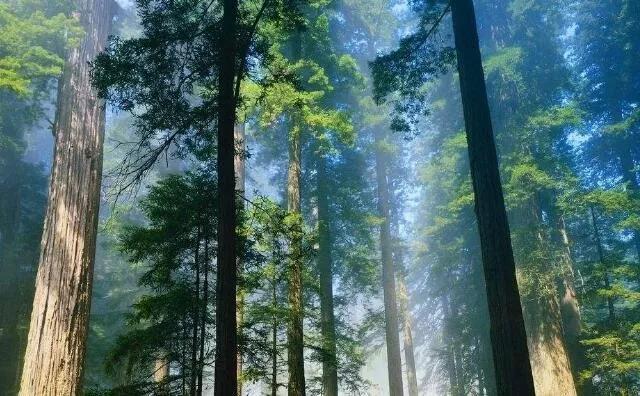 玉米秸稈燃料常見(jiàn)四大誤區(qū)，你知道嗎？