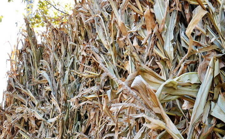 979068603_1317128814_副本