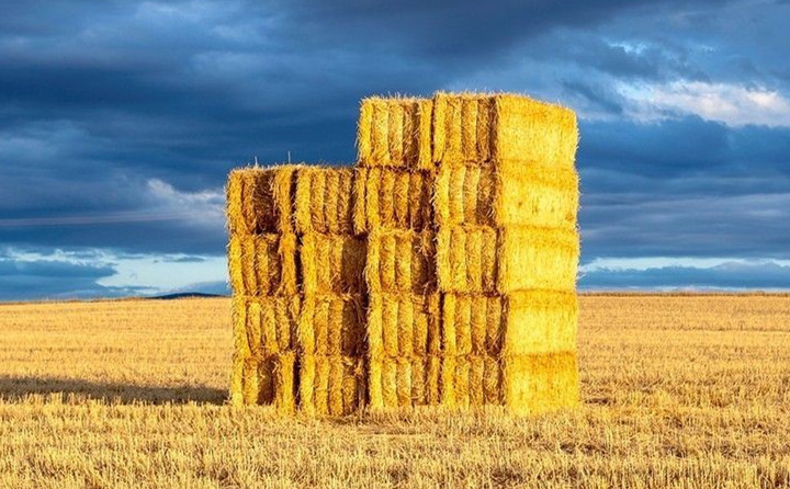 玉米秸稈綜合利用