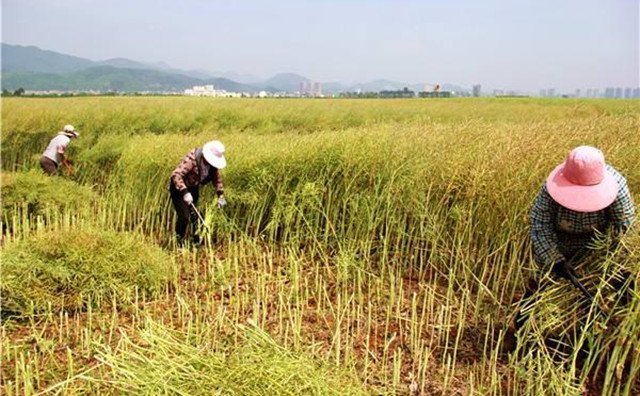 農(nóng)村的秸稈稻草，棉花桿，廢舊木材花生殼，都是農(nóng)業(yè)垃圾，在過去這些東西沒有人稀罕，到處亂扔，影響了農(nóng)村的面貌