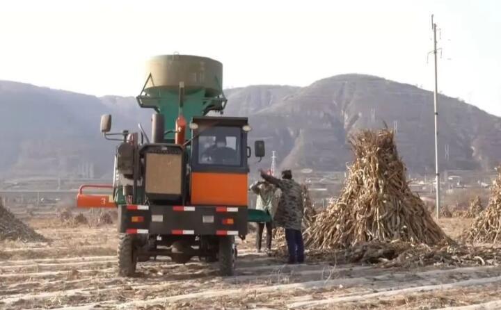 近日，走進(jìn)曲子鎮(zhèn)孟家寨村，工人們正駕駛農(nóng)機(jī)將秸稈打包回收，袁歲寶跟在機(jī)器后面細(xì)細(xì)數(shù)著自家玉米地剛剛打包完成的草包。