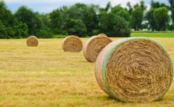 秸稈草捆被送到附近的秸稈顆粒機生產(chǎn)線加工廠